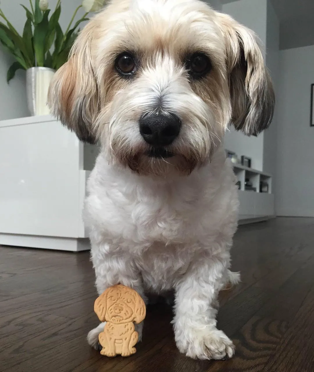 Pet Owner Gift Ideas