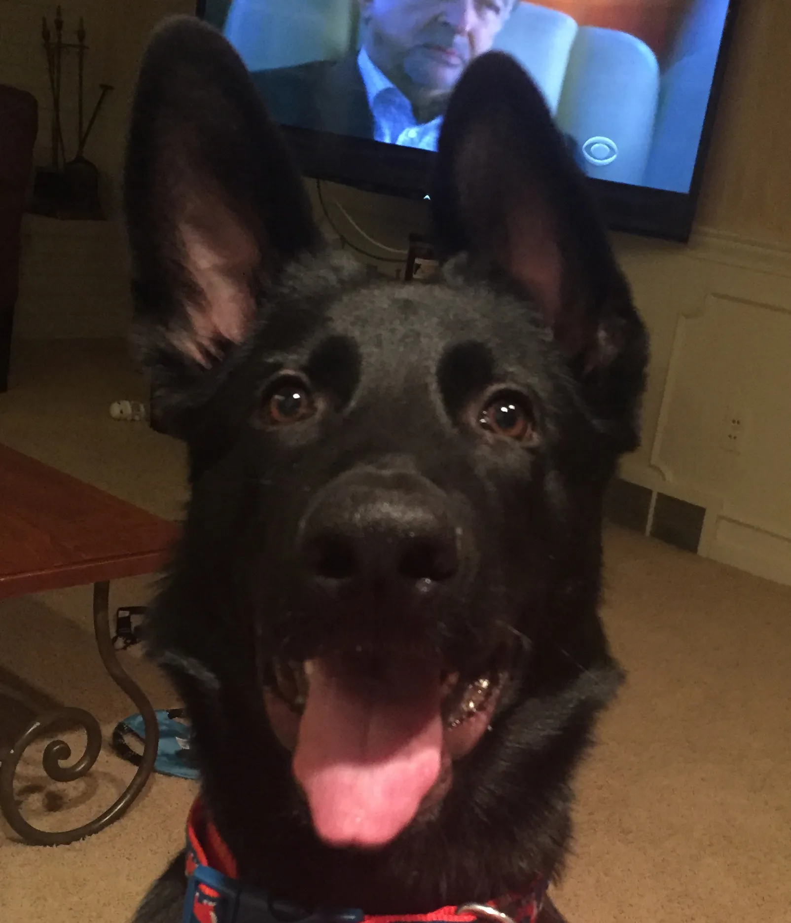 national dog day cookie 