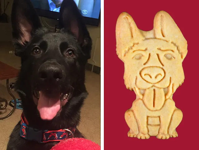 National Dog Day Cookie Treats: Dog of the Day!