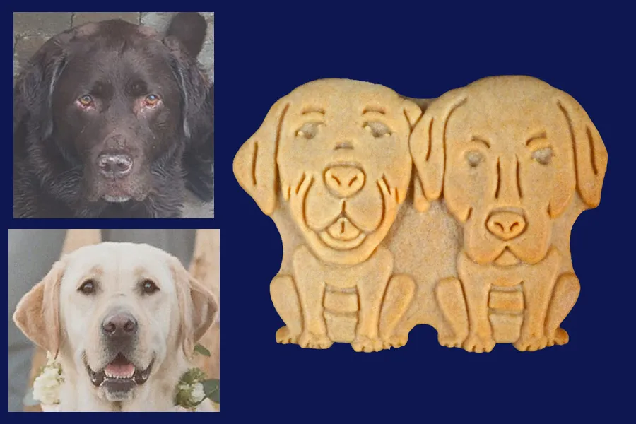 National Dog Day Party Treat Ideas!